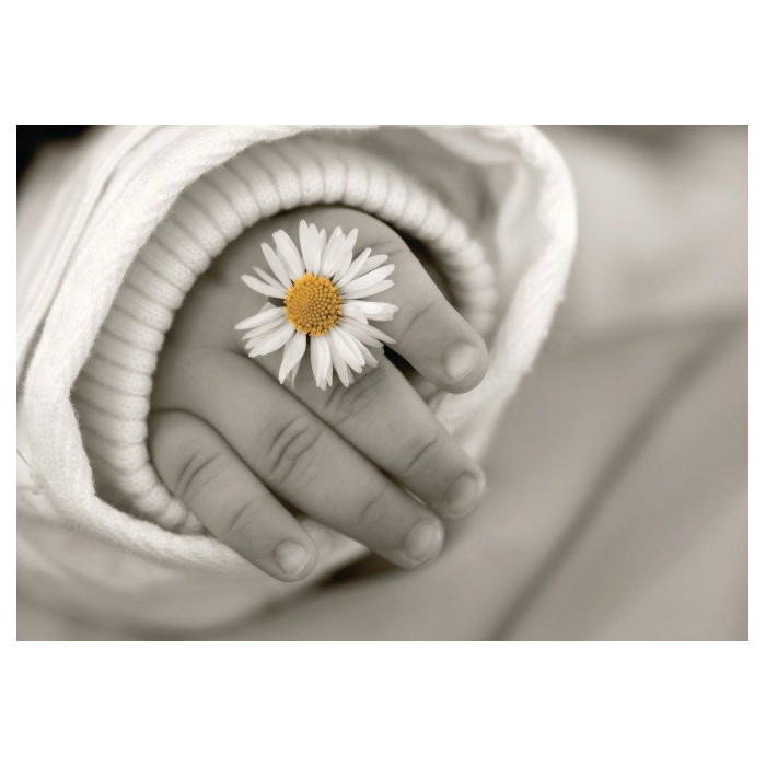Kinderhand mit Gänseblümchen Kinderhand mit Gänseblümchen