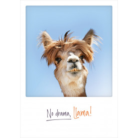 No drama, Llama!