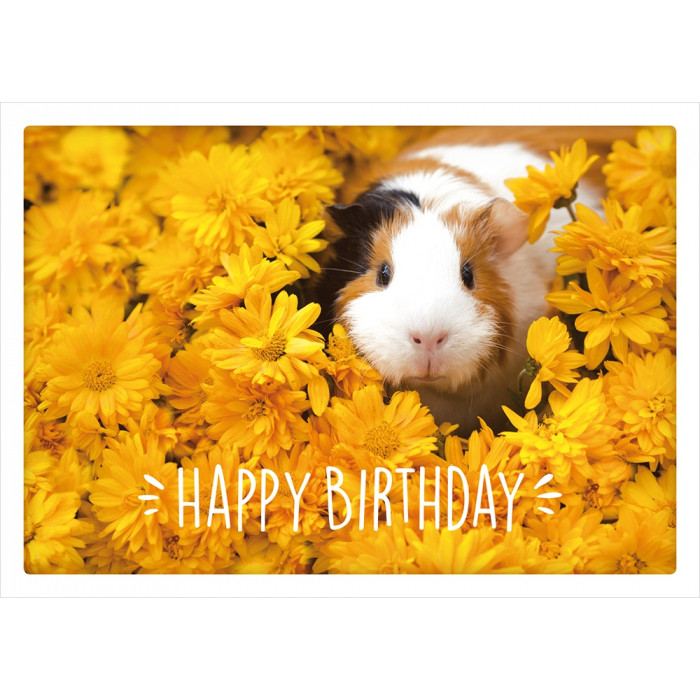 Happy Birthday Happy Birthday